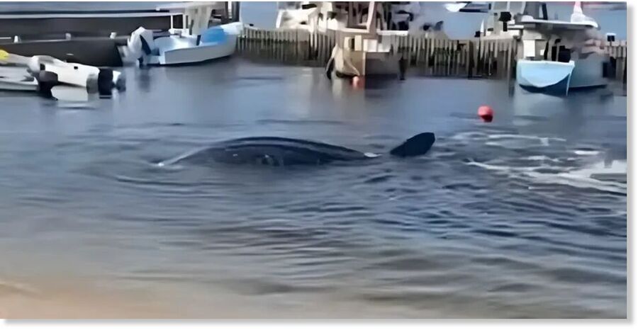 Gary Aboud, Corporate Secretary of Fishermen and Friends of the Sea (FFOS), has called for a full autopsy of the endangered whale shark following the incident.