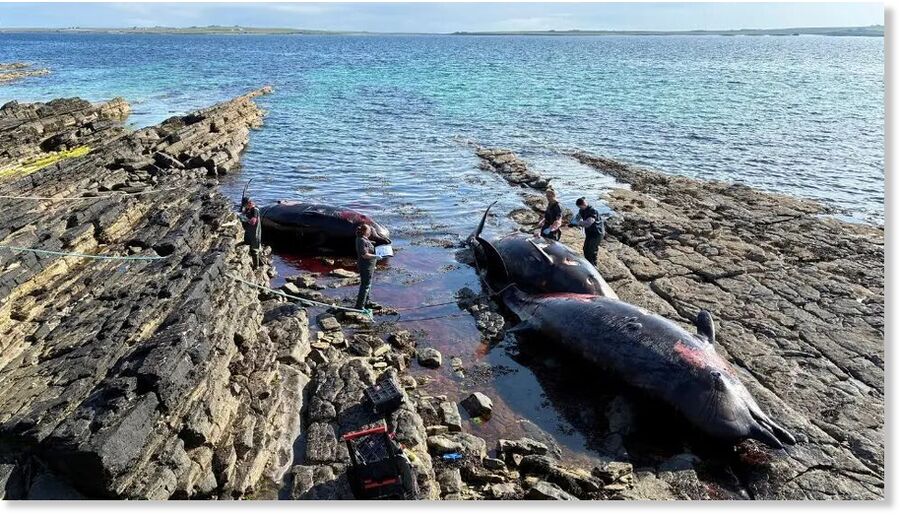 The whale carcasses were discovered by a local dog walker