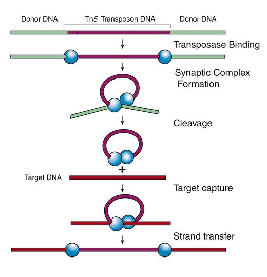 transposons dna jumping genes