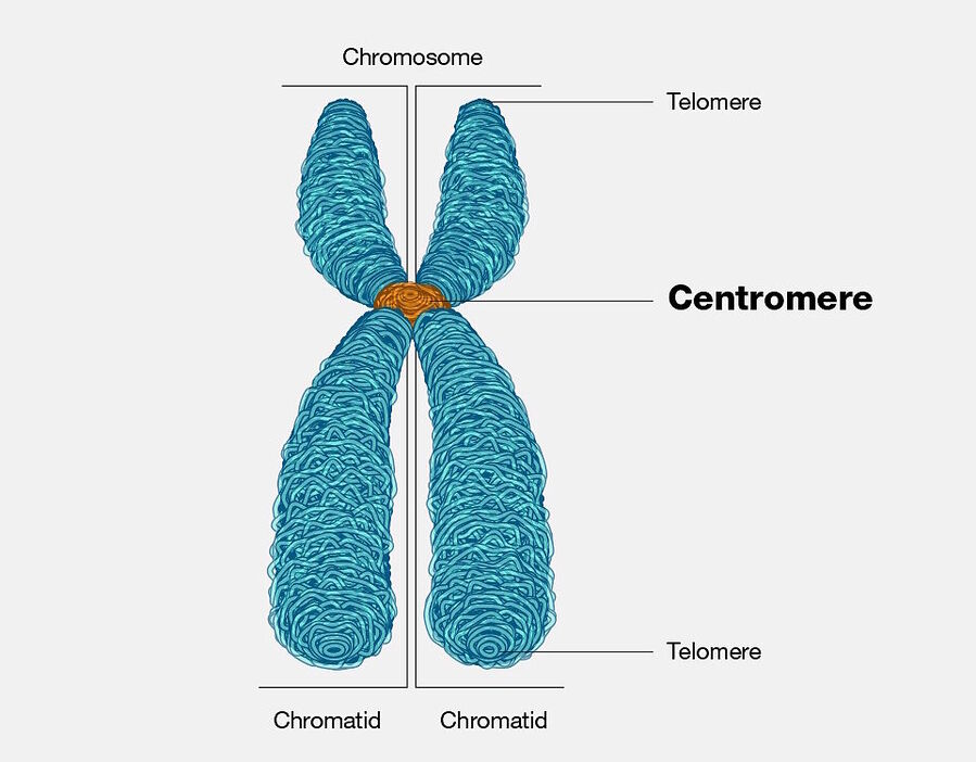 centromere dna genes chromatid