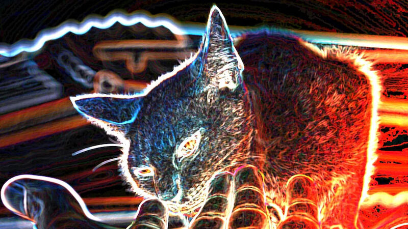 Click to enlarge digitally enhanced cat