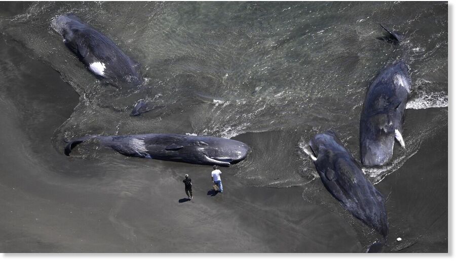 Dead whales that had washed up on a beach in the city of Tateyama, Chiba Prefecture.
