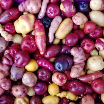 andean potatoes south america