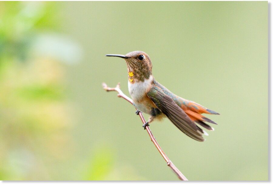 Click to enlarge The Rufous Hummingbird, a familiar backyard visitor, has seen its numbers drop in recent decades.