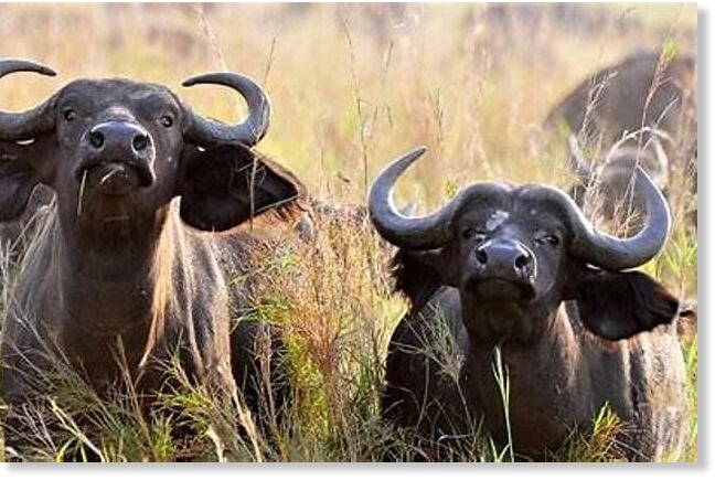 Cape buffalo, known as the Black Death, kill some 200 people in Africa a year. They are known to kill more game hunters than any other animal