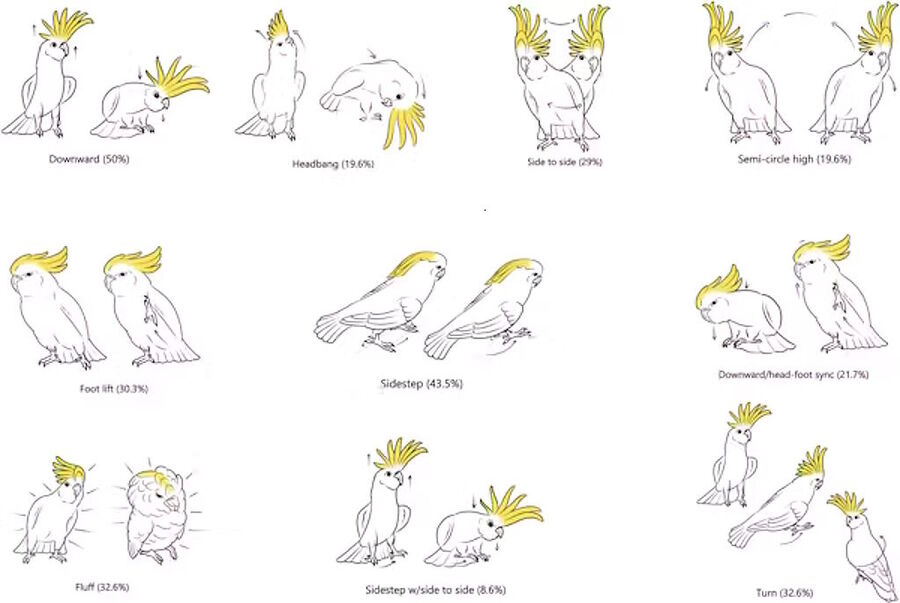 Click to enlarge cockatoo dance moves study