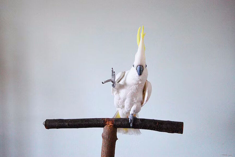 dance cockatoo