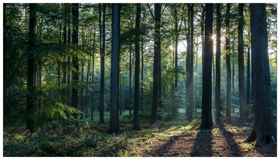 Click to enlarge Woods