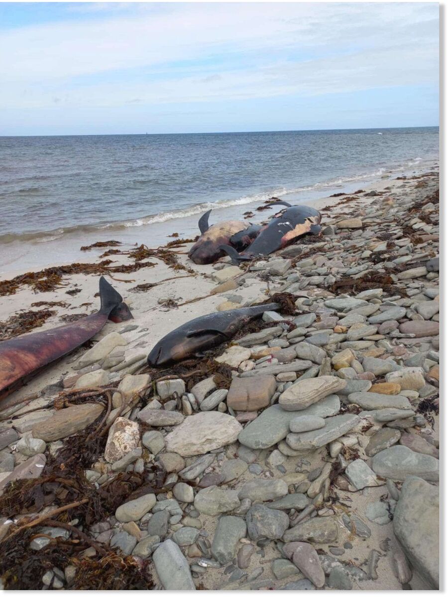 Click to enlarge The heartbreaking scene at Roo Beach after the discovery of 23 pilot whales.