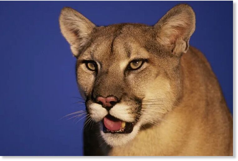 Click to enlarge Mountain lion (stock image).