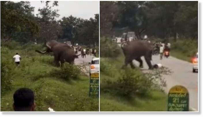 Click to enlarge The tourist survived the attack with injuries.