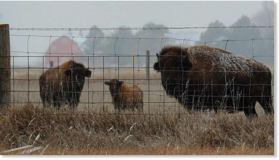 Click to enlarge This photo of bison at Stuhr Museum inme now to just one animal after two of the bison were killed by a lightning strike late last month.