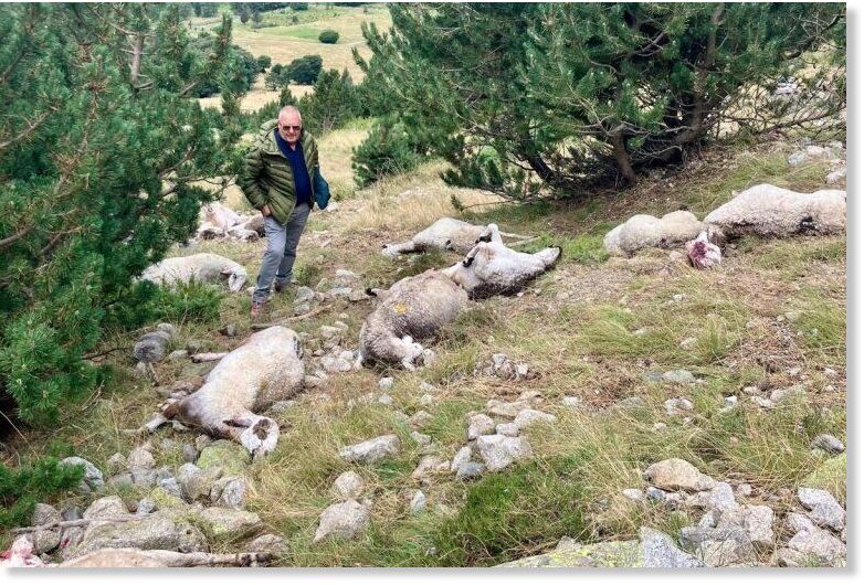 Dead animals in the area where the lightning struck.