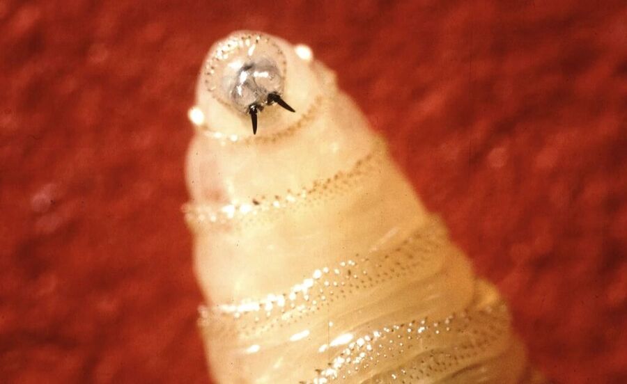 new world screw worm cattle parasite invasive