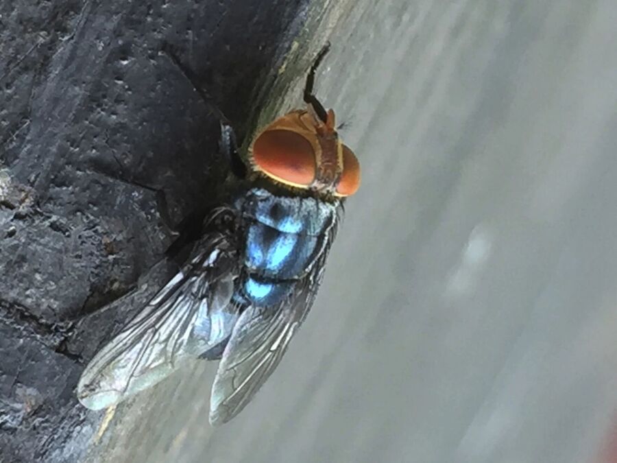new world screw worm adult fly parasite invasive cattle
