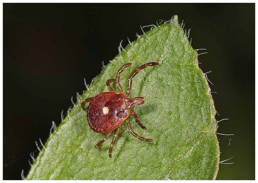 Click to enlarge Tick and Climate Change
