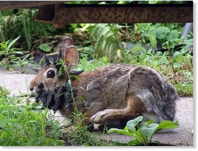 Click to enlarge A video of a rabbit with Shope papilloma virus (pictured here) captivated viewers online