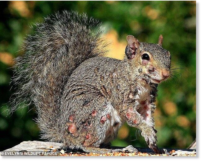 Click to enlarge Squirrel fibromatosis is caused by a virus that cannot be transmitted to people or other animals