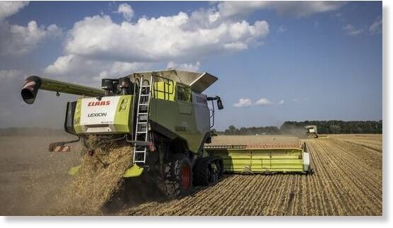 wheat harvest