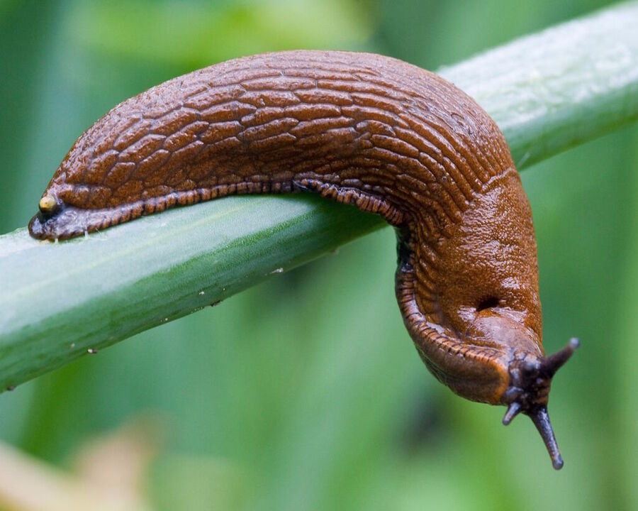 slug