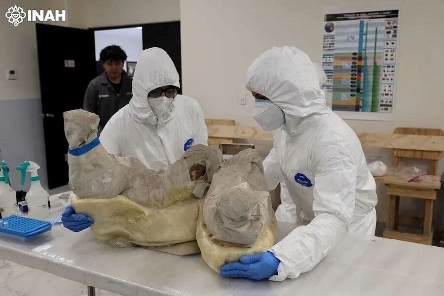 Click to enlarge mammoth discovered mexico genetic differences