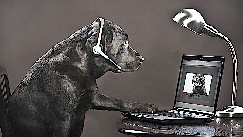 Click to enlarge dog on internet