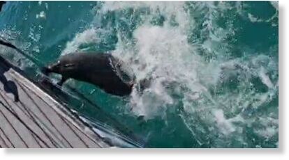 screenshot from video footage taken by Dillan Roode.