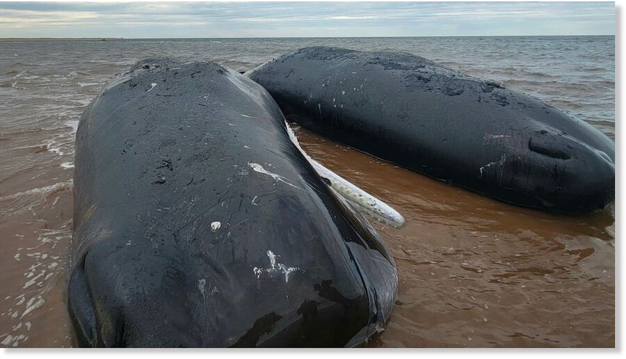 Click to enlarge Two large sperm whales have been confirmed dead after being stranded on P.E.I.'s North Shore,