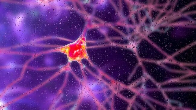 Brain cell