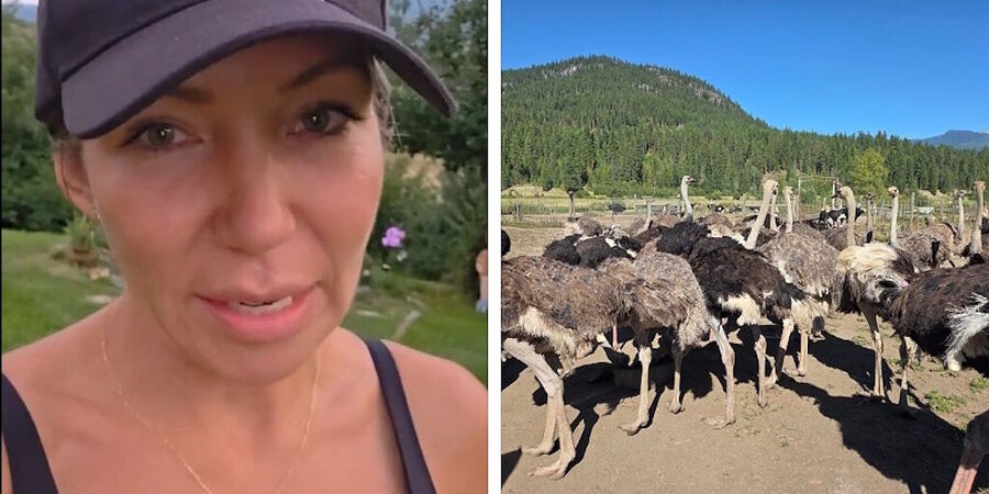 Click to enlarge Universal Ostrich Farms