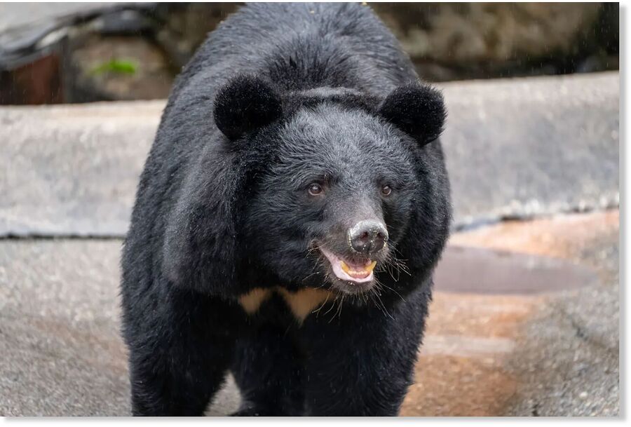 Click to enlarge Asian black bear