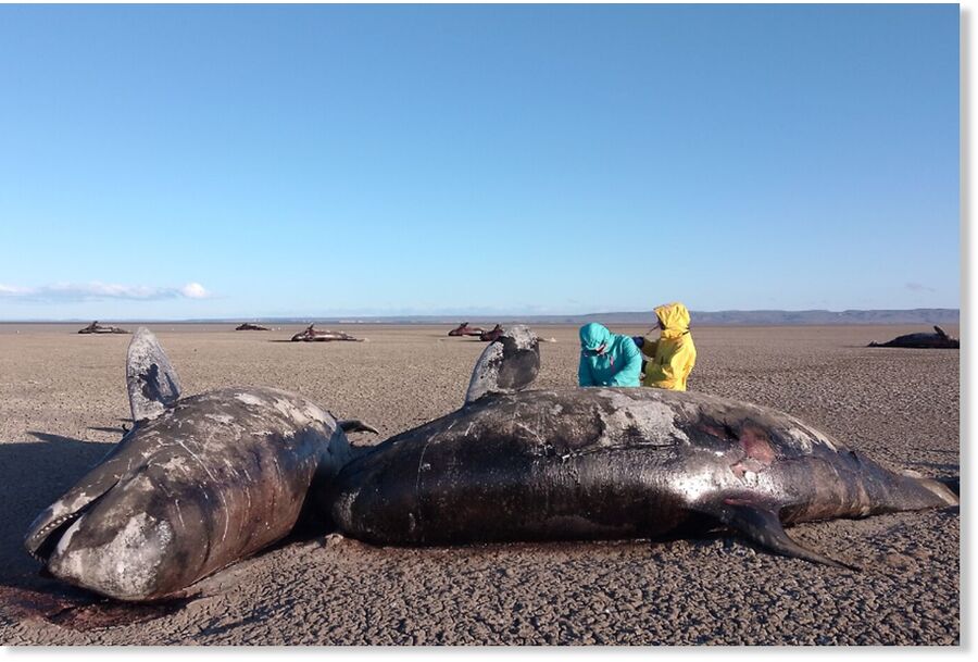 Specialists examine the orcas founded stranded in San Sebastián Bay in Argentina's Tierra del Fuego province