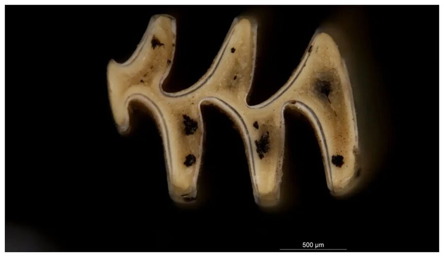 Click to enlarge Tooth of a collared lemming.