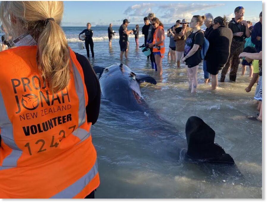 Click to enlarge Rescuers and Project Jonah volunteers try to refloat a pod of pilot whales that stranded on Ruakākā Beach.