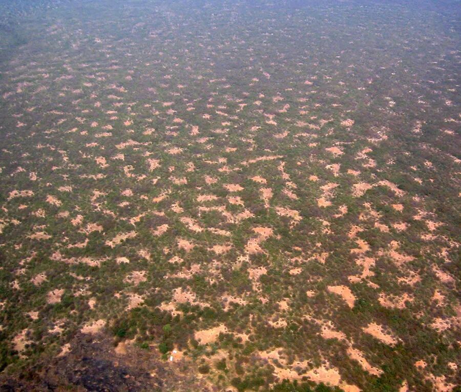 Tiger bush