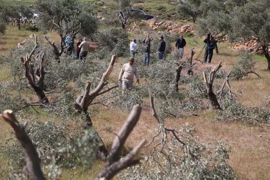 Click to enlarge olive trees destroyed