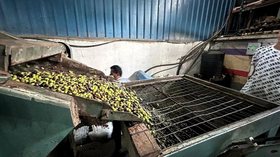Click to enlarge gaza olive press trees harvest