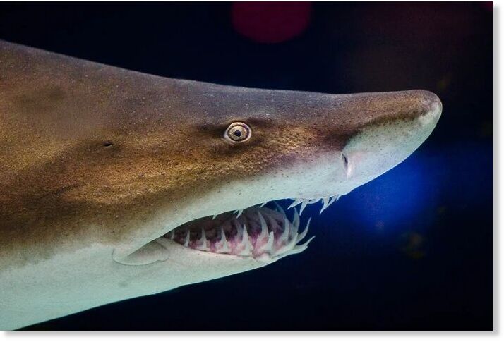 Sand shark