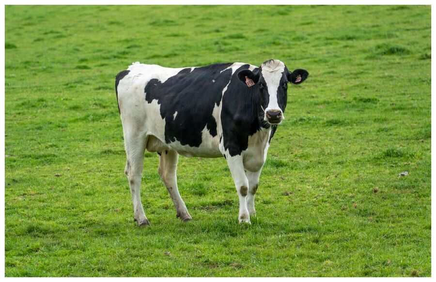 Cow in Pasture