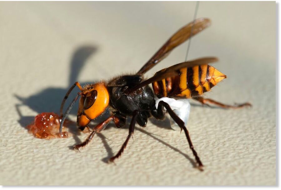 Click to enlarge In photo provided by the Washington State Dept. of Agriculture, an Asian Giant Hornet wearing a tracking device