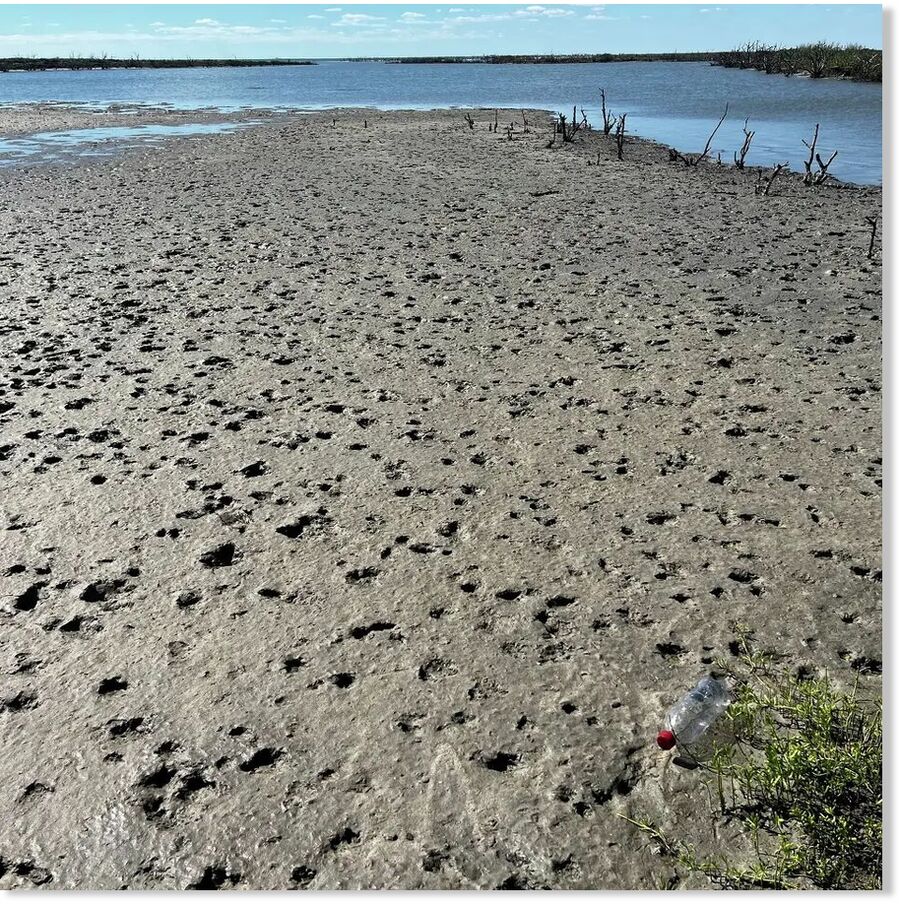 A photo of the damage hailstones did on a rookery island in the Coastal Bend on Nov. 1.