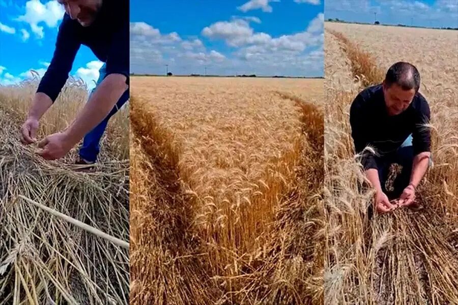 crop circle doodle argentina