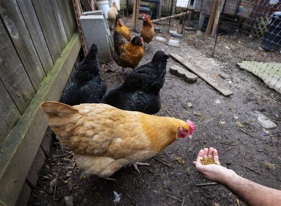 chicken