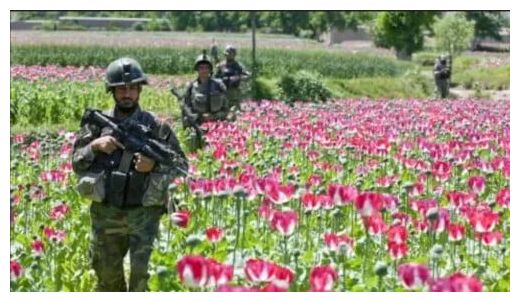 Click to enlarge Poppy Fields