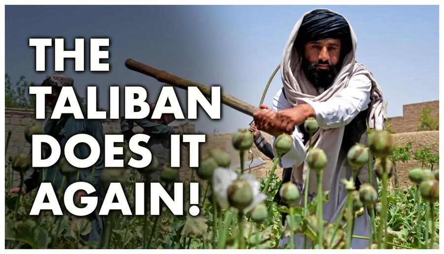 Taliban Poppy
