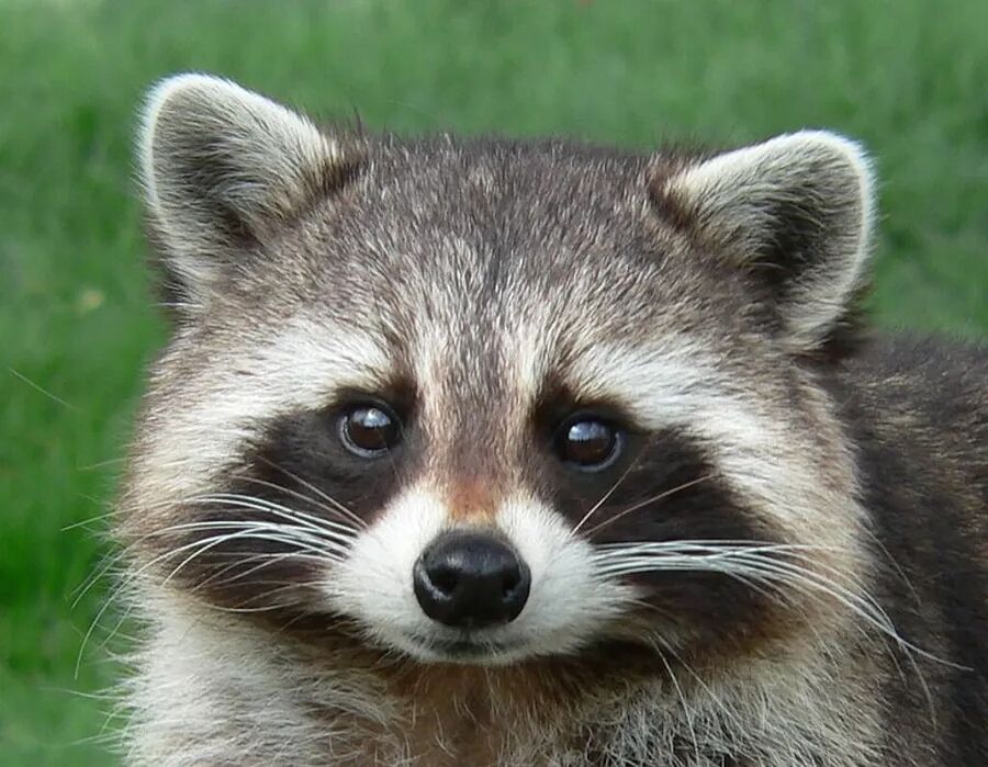 cute racoon