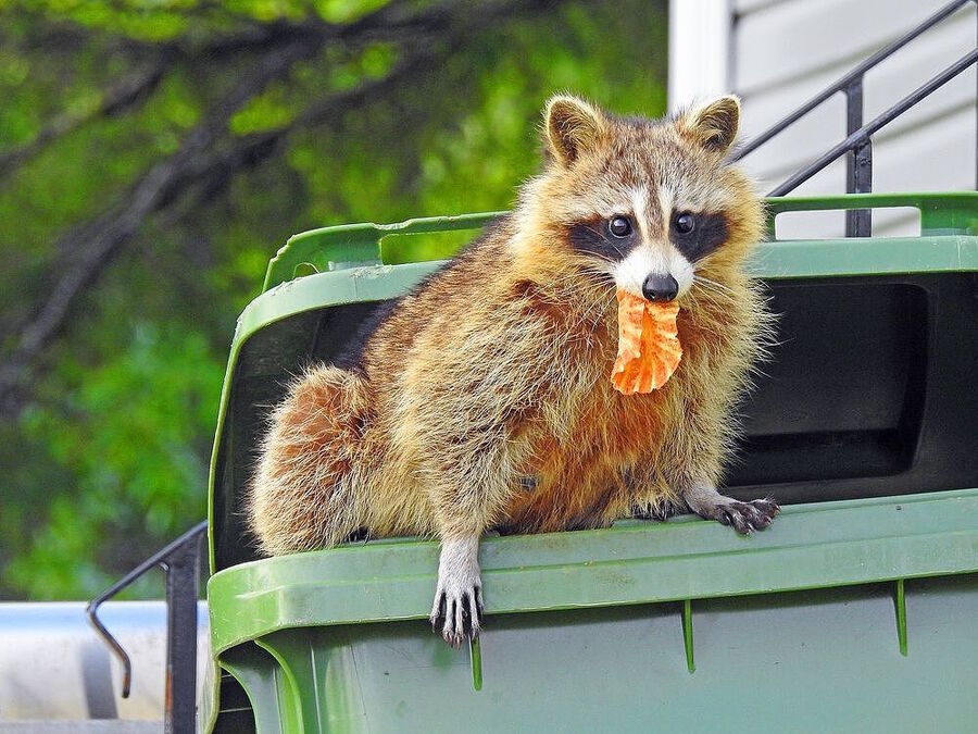 Click to enlarge racoon garbage clever adaptable urban environment
