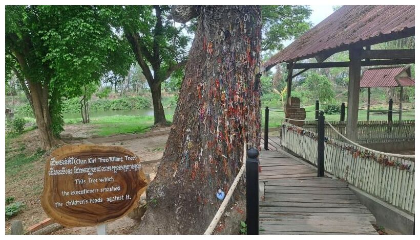 Tree Trunk