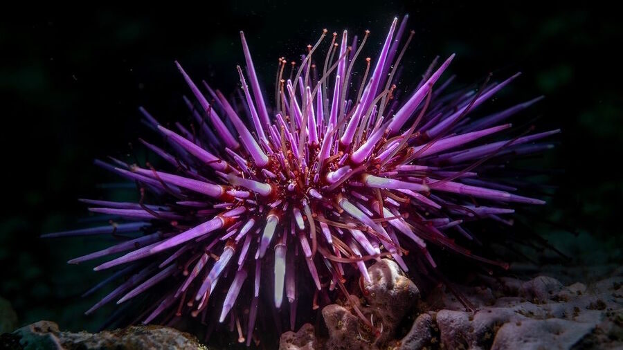 sea urchin all brain