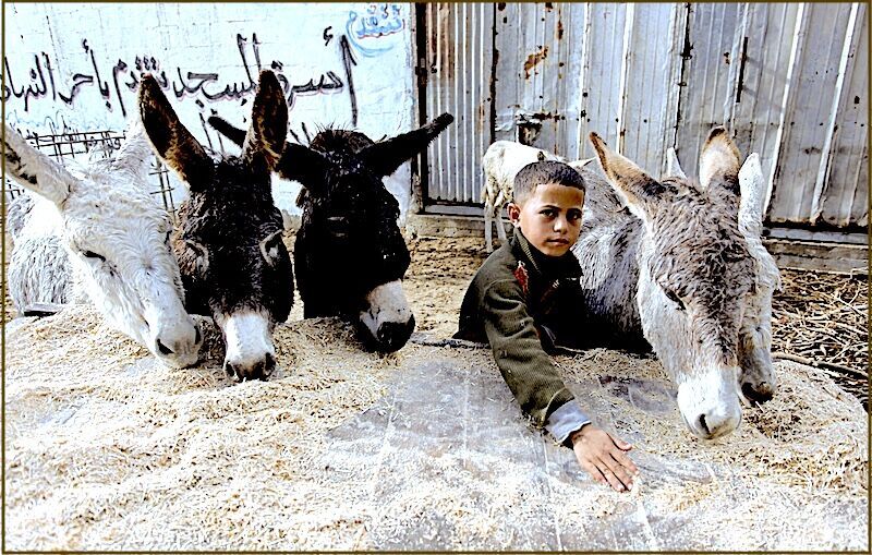 Click to enlarge boy donkeys